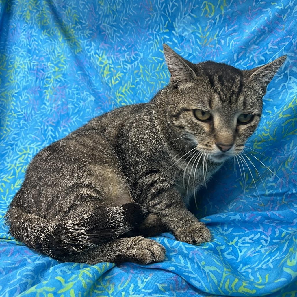 Enlarge Harry, a Adoptable Domestic Short Hair in Folsom, LA image 2/2