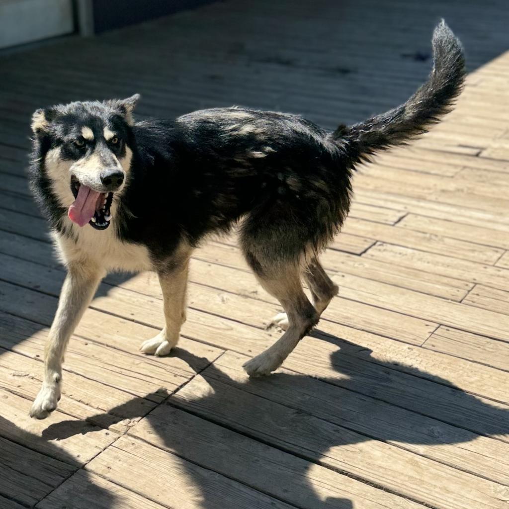 Sokka, Adoptable, Adult Male Husky.