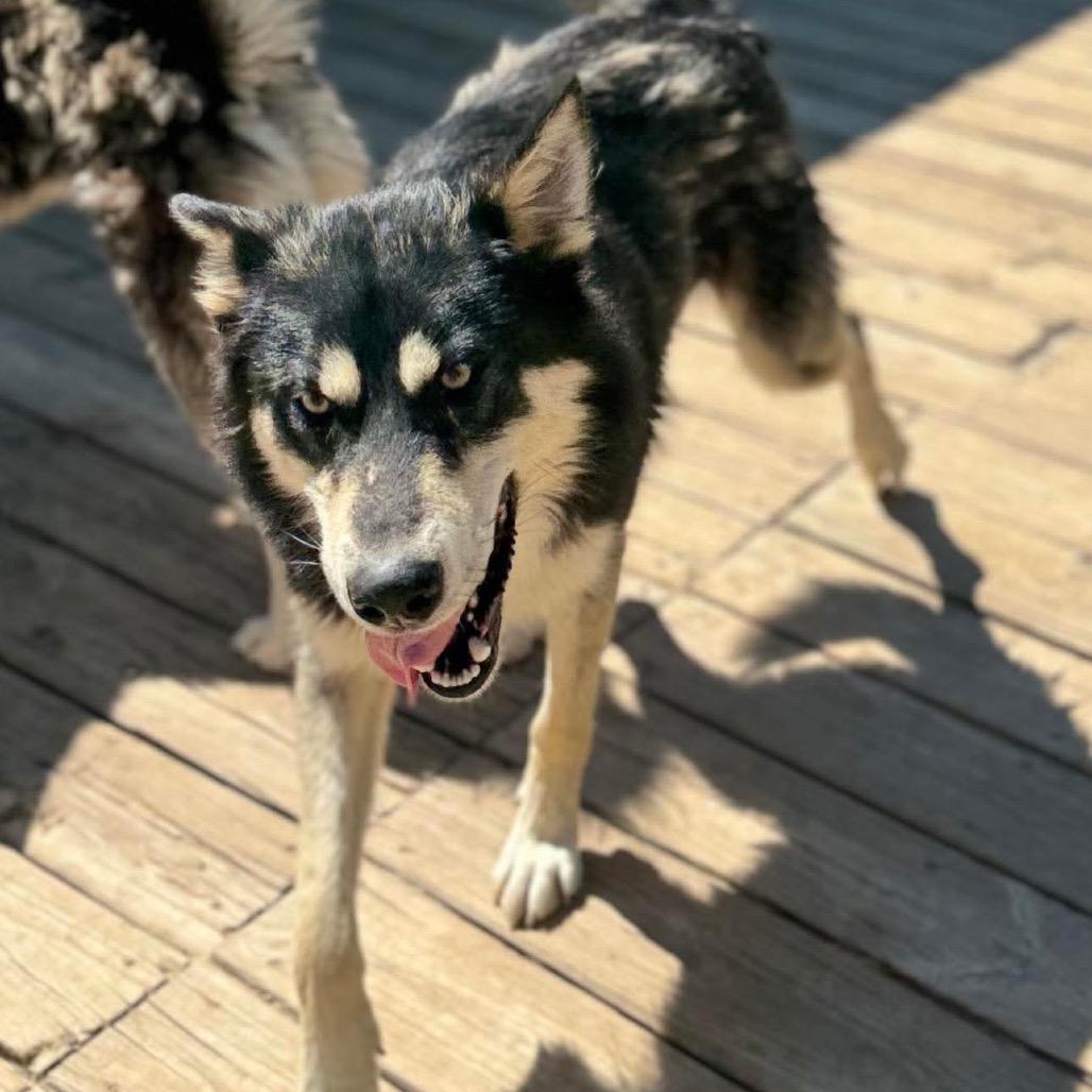 Enlarge Sokka, a Adoptable Husky in Eufaula, OK image 2/5