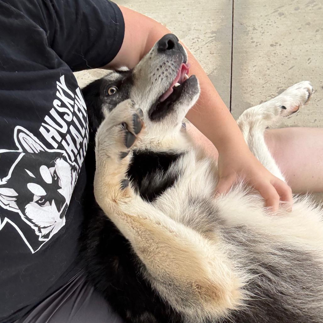 Enlarge Sokka, a Adoptable Husky in Eufaula, OK image 3/5