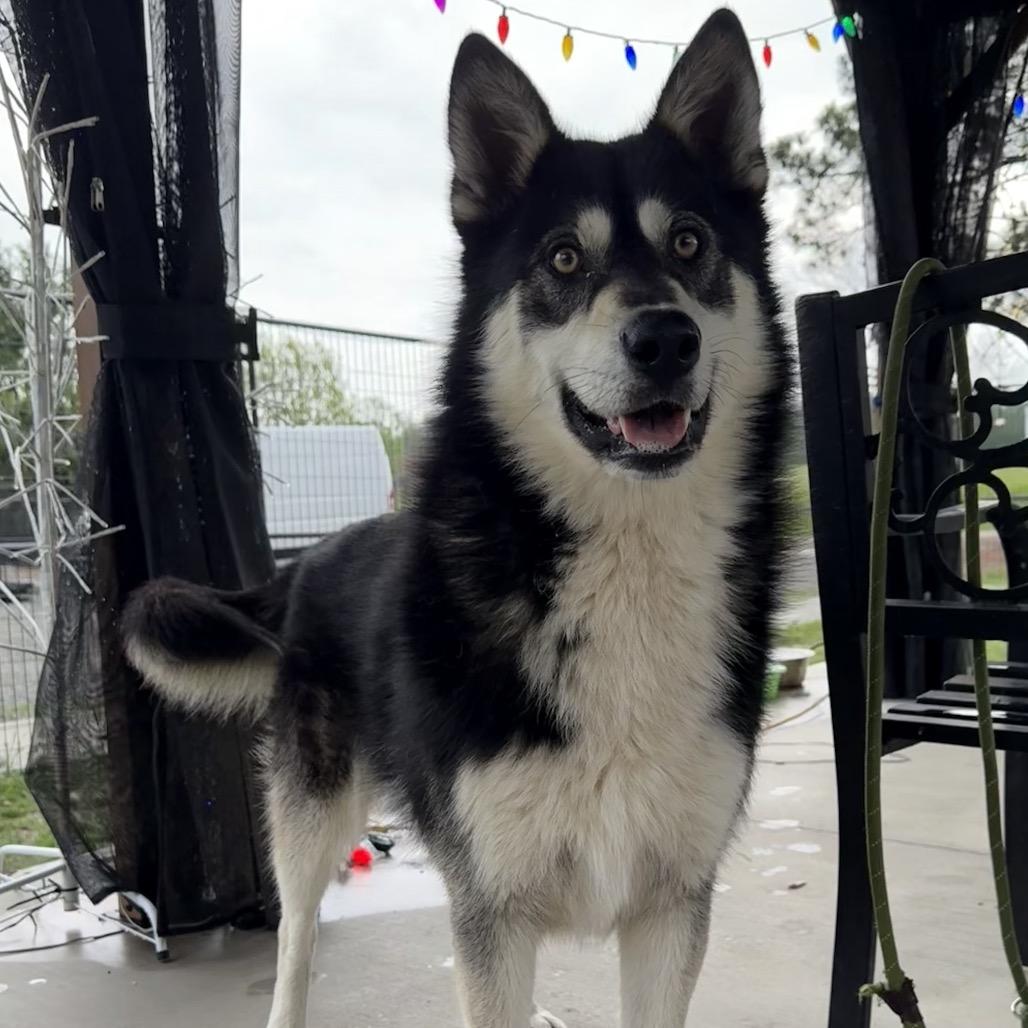 Enlarge Sokka, a Adoptable Husky in Eufaula, OK image 4/5
