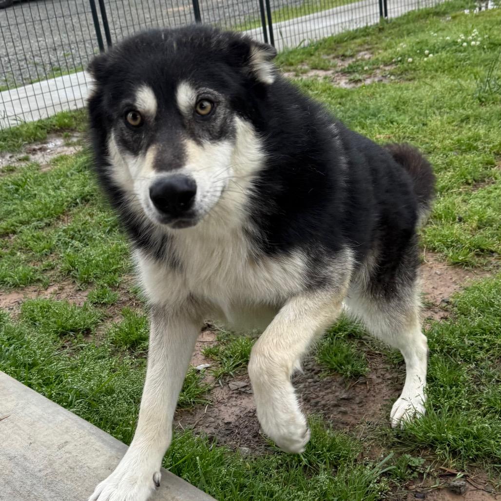Enlarge Sokka, a Adoptable Husky in Eufaula, OK image 5/5