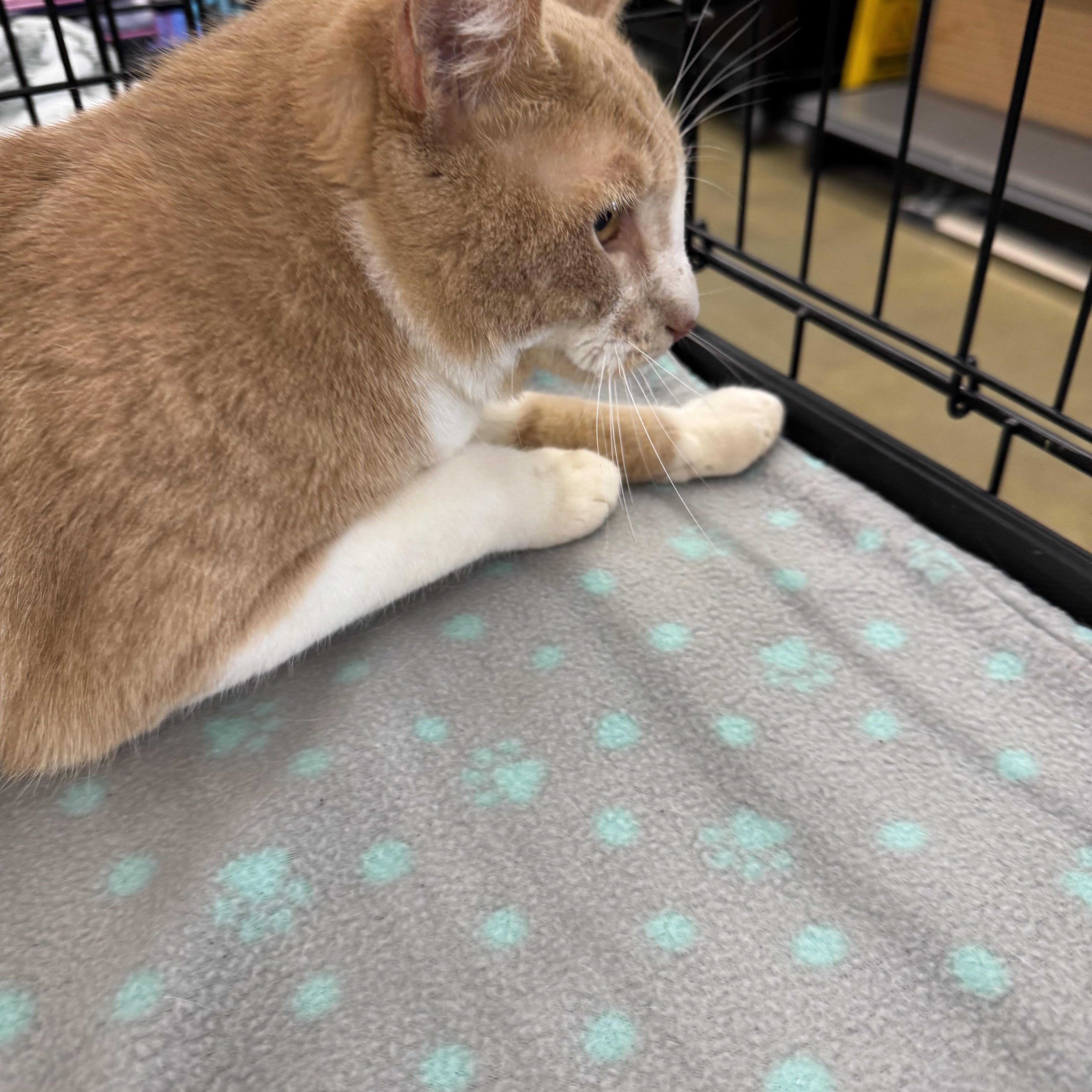 Cinnamon, ADOPTABLE, Adult Male Domestic Short Hair.