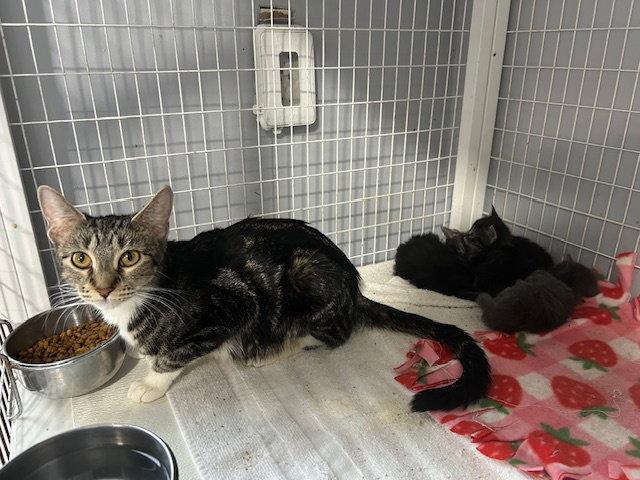 Sweetie, Adoptable, Adult Female Tabby.