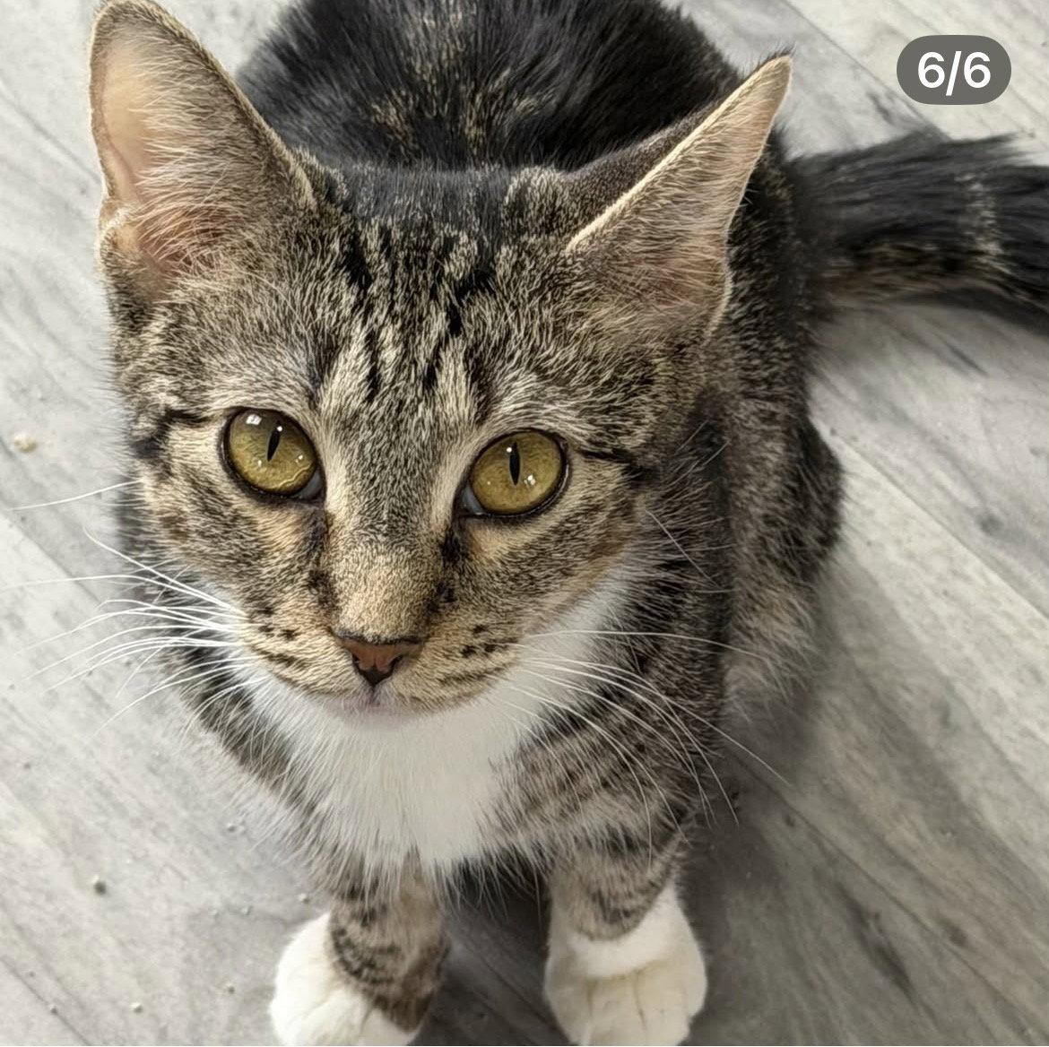 Enlarge Sweetie, a Adoptable Tabby in Chicago, IL image 2/2