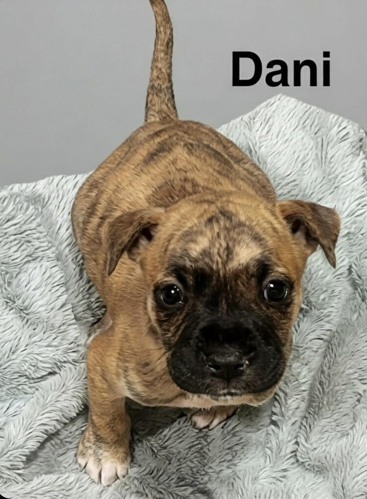 Dani, Adoptable, Puppy Female Mastiff & American Staffordshire Terrier.