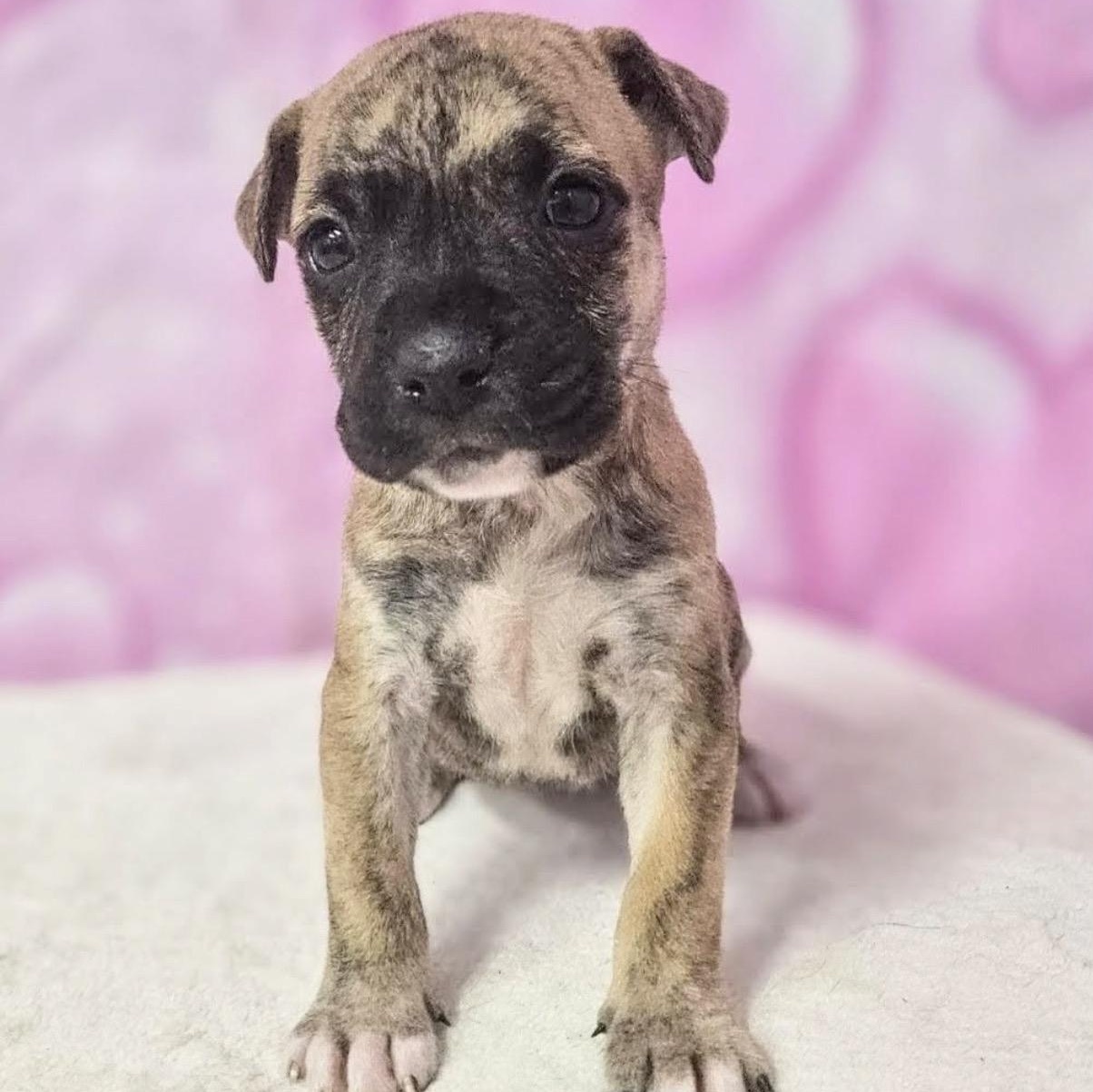 Dani, Adoptable, Puppy Female Mastiff & American Staffordshire Terrier.