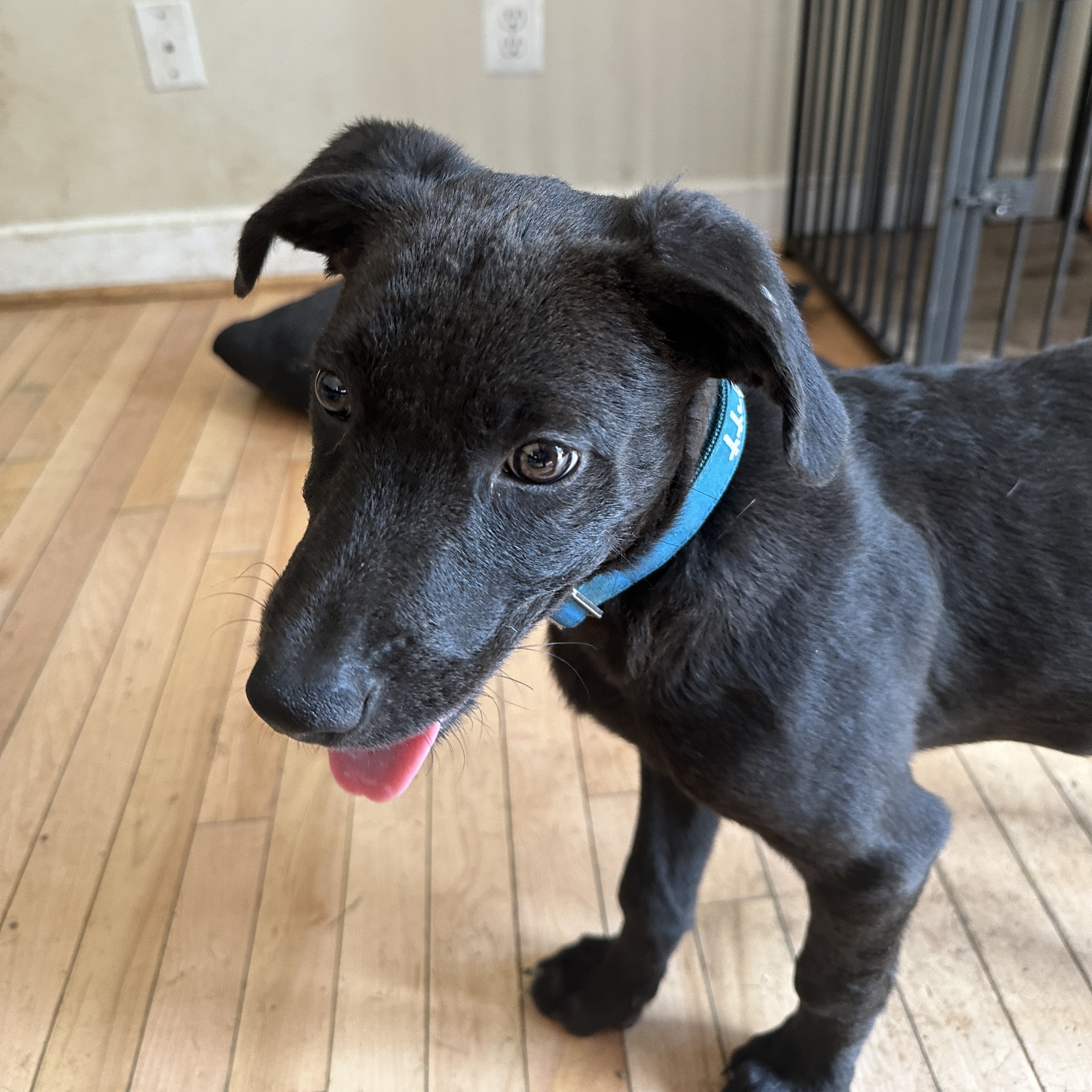 Enlarge Jax, a Adopted mixed breed in Partlow, VA image 1/6