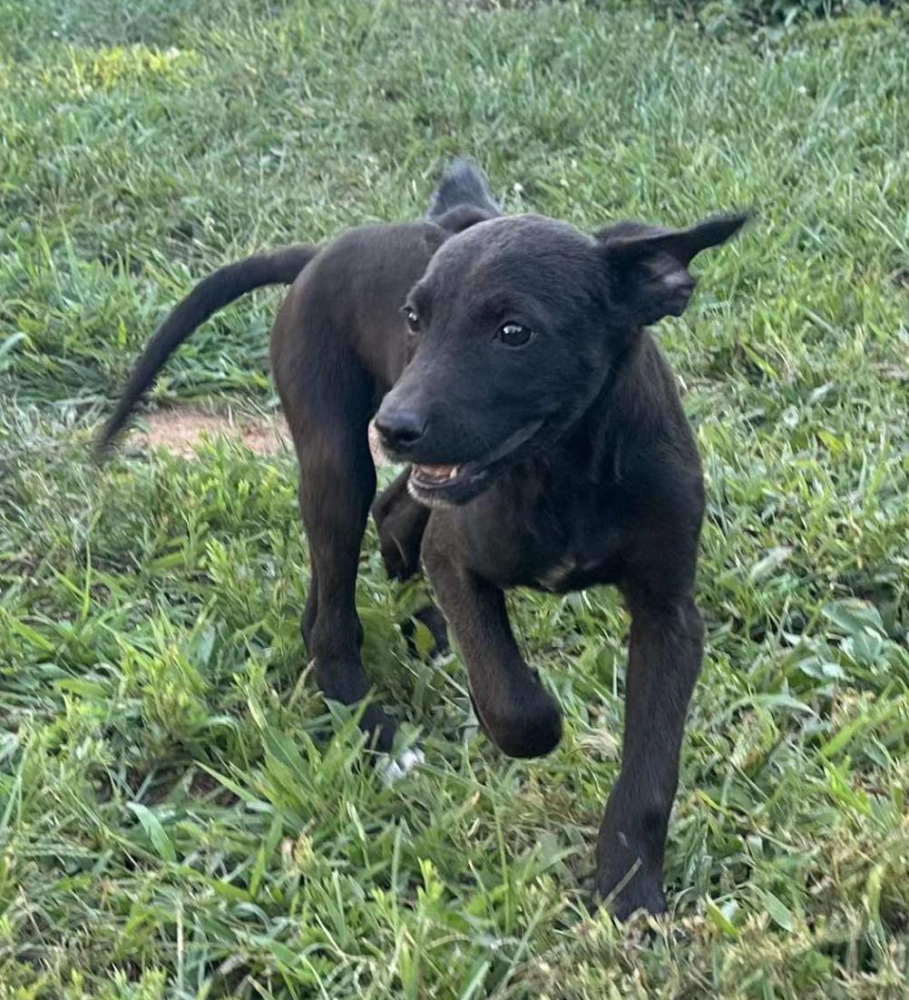 Enlarge Jax, a Adopted mixed breed in Partlow, VA image 2/6
