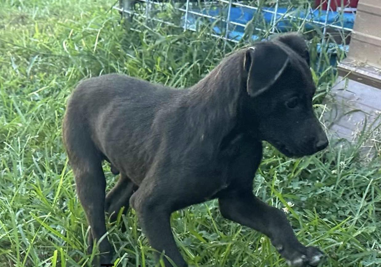 Enlarge Jax, a Adopted mixed breed in Partlow, VA image 4/6