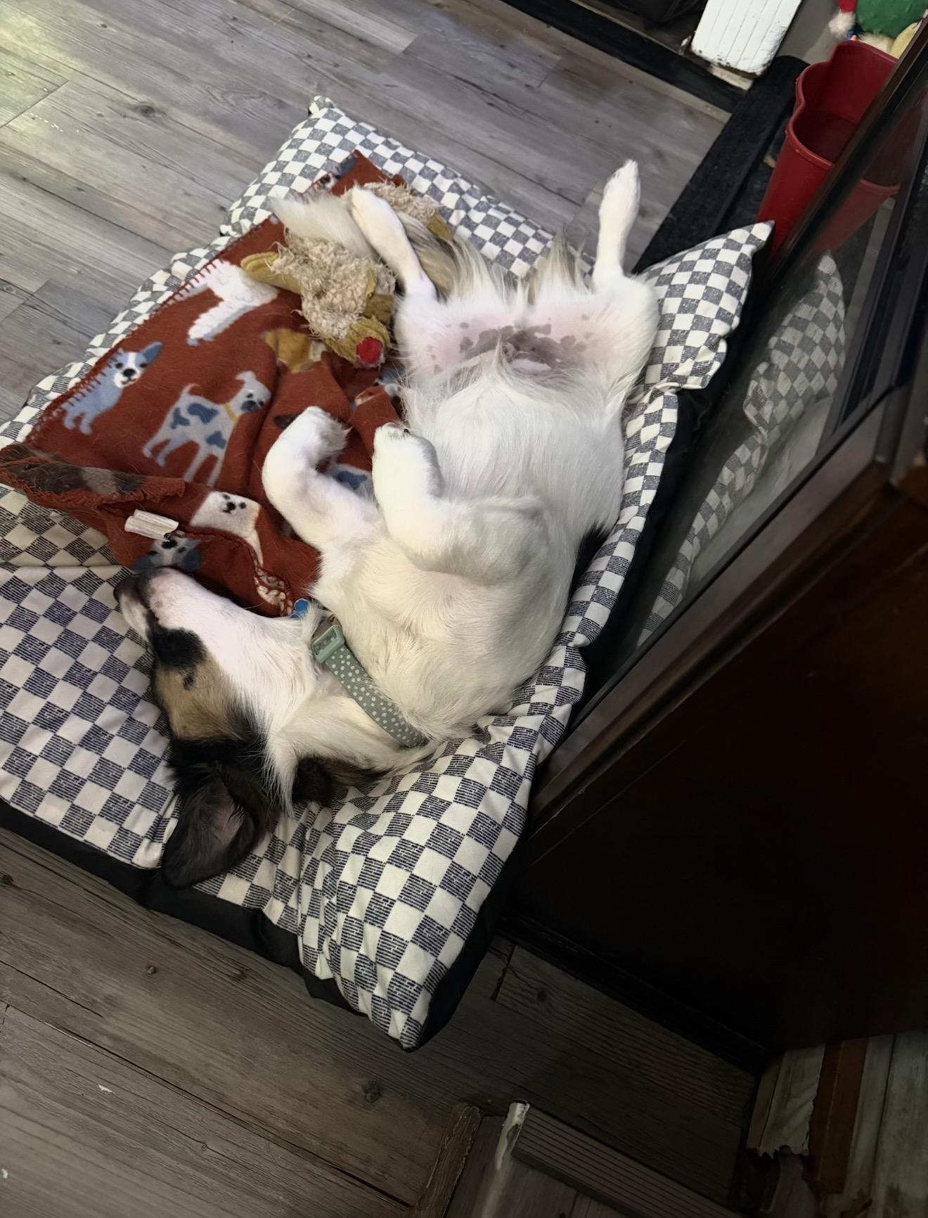 Enlarge Bacon, a Adopted mixed breed in Douglas, GA image 2/2