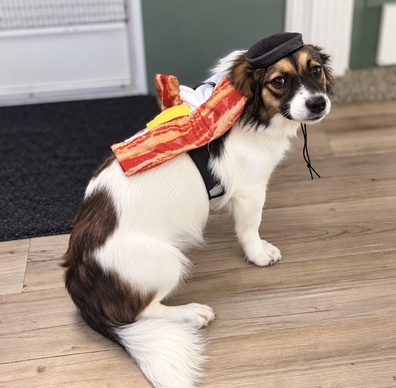 Bacon, Adopted, Puppy Male Australian Shepherd.