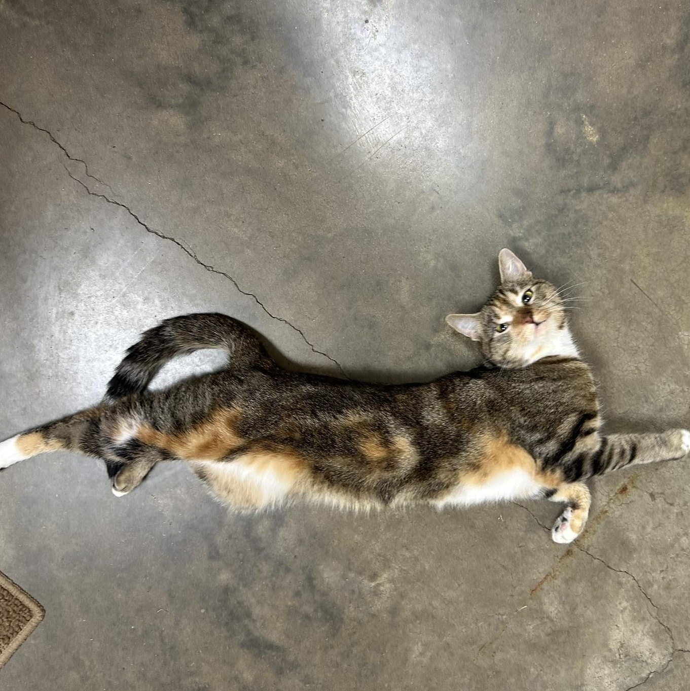 Enlarge April, an adoptable Domestic Short Hair in Collierville, TN image 1/6