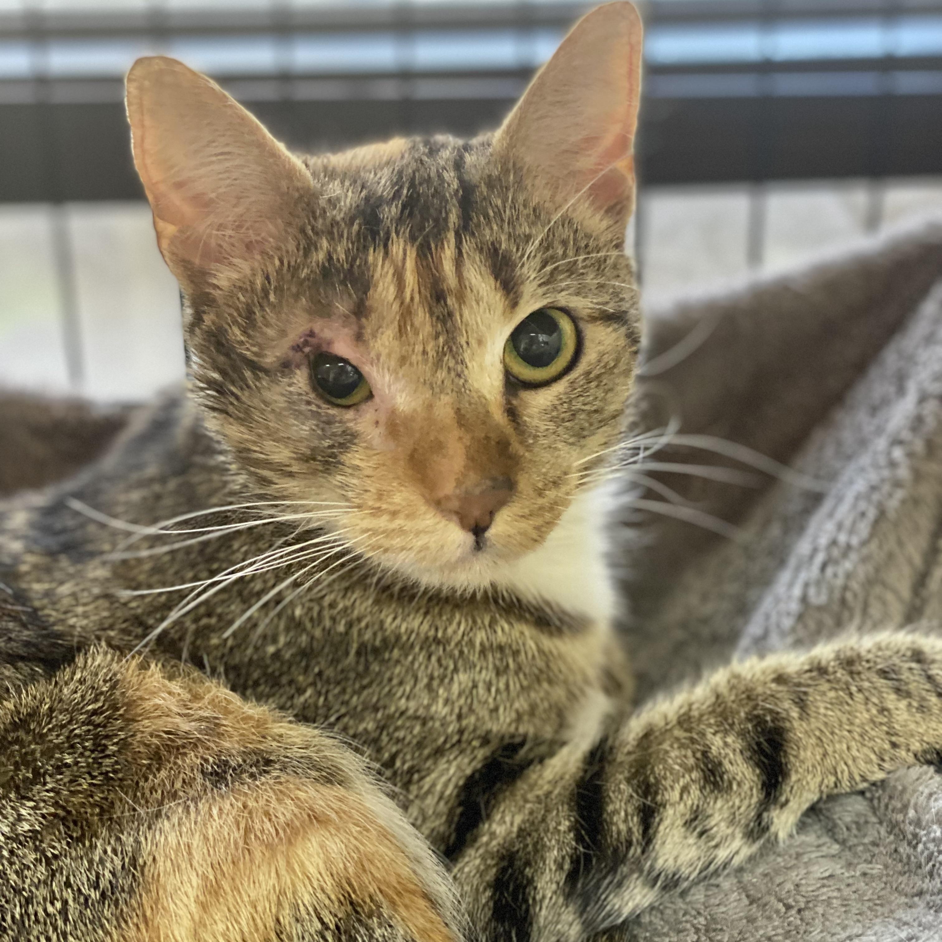 Enlarge April, an adoptable Domestic Short Hair in Collierville, TN image 3/6