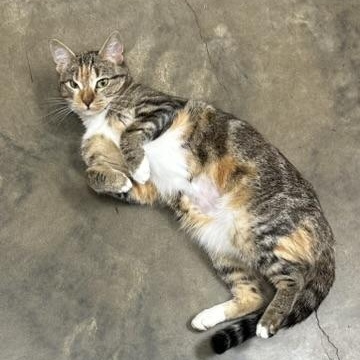 Enlarge April, an adoptable Domestic Short Hair in Collierville, TN image 4/6