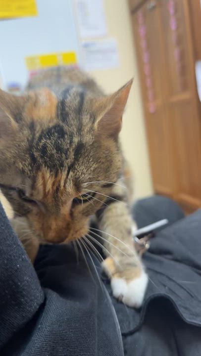 Enlarge April, an adoptable Domestic Short Hair in Collierville, TN video 5/6