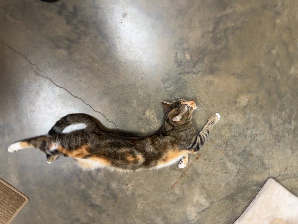 Enlarge April, an adoptable Domestic Short Hair in Collierville, TN video 6/6