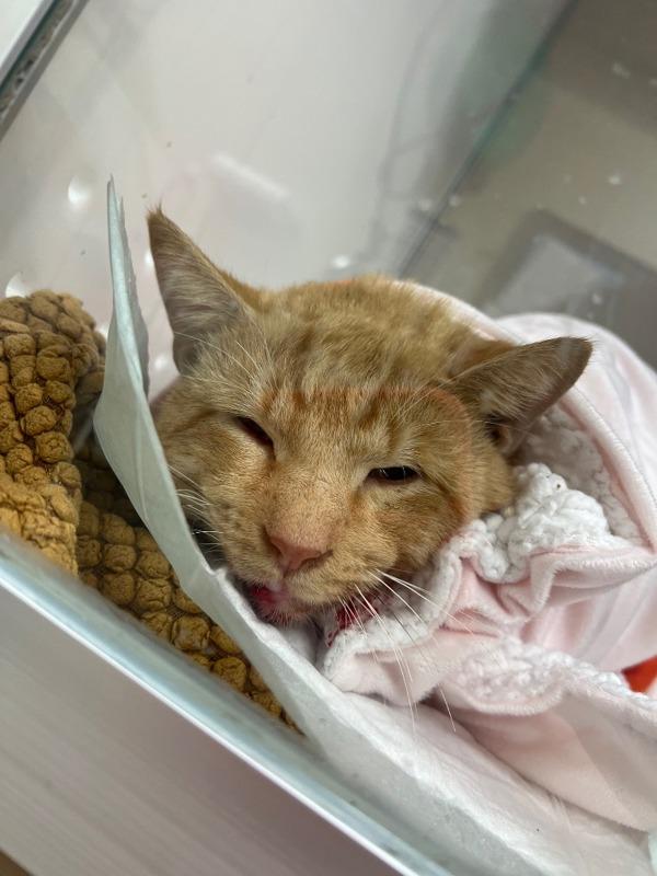 Enlarge Felix Feline, a Adoptable mixed breed in Mobile, AL image 1/1