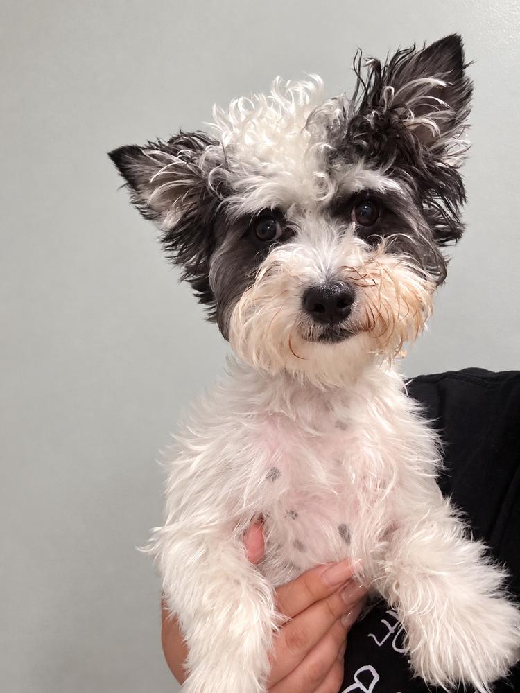 Snoopy - Release date 10/19/2026, Adoptable, Young Male Yorkshire Terrier & Poodle.