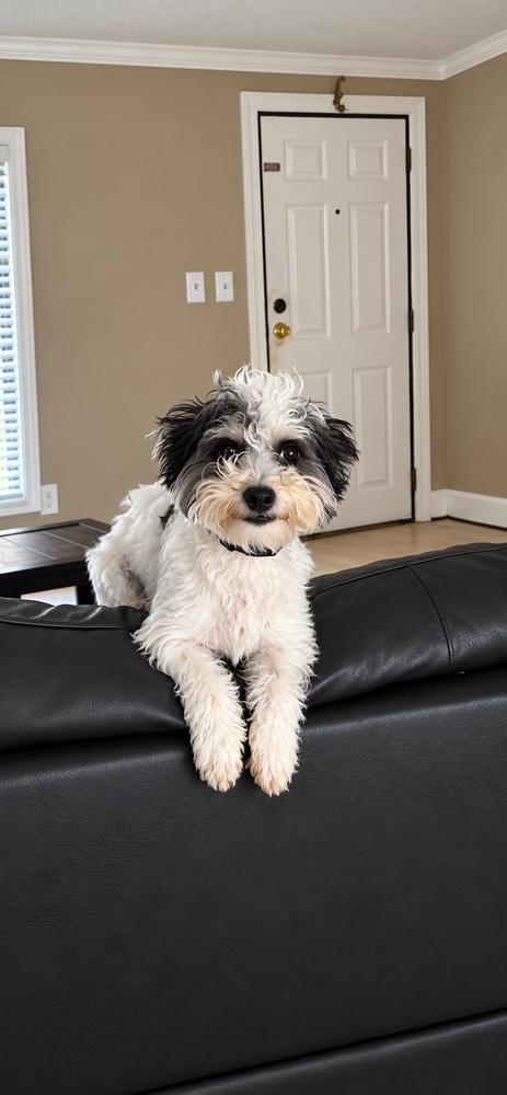 Enlarge Snoopy - Release date 10/19/2026, a Adoptable mixed breed in Sumter, SC image 2/5