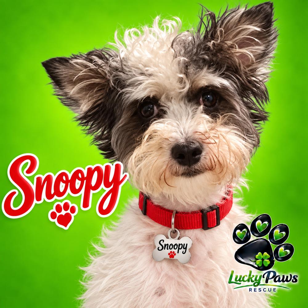Enlarge Snoopy - Release date 10/19/2026, a Adoptable mixed breed in Sumter, SC image 4/5