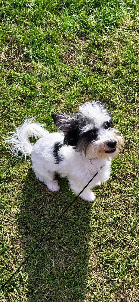 Enlarge Snoopy - Release date 10/19/2026, a Adoptable mixed breed in Sumter, SC image 5/5