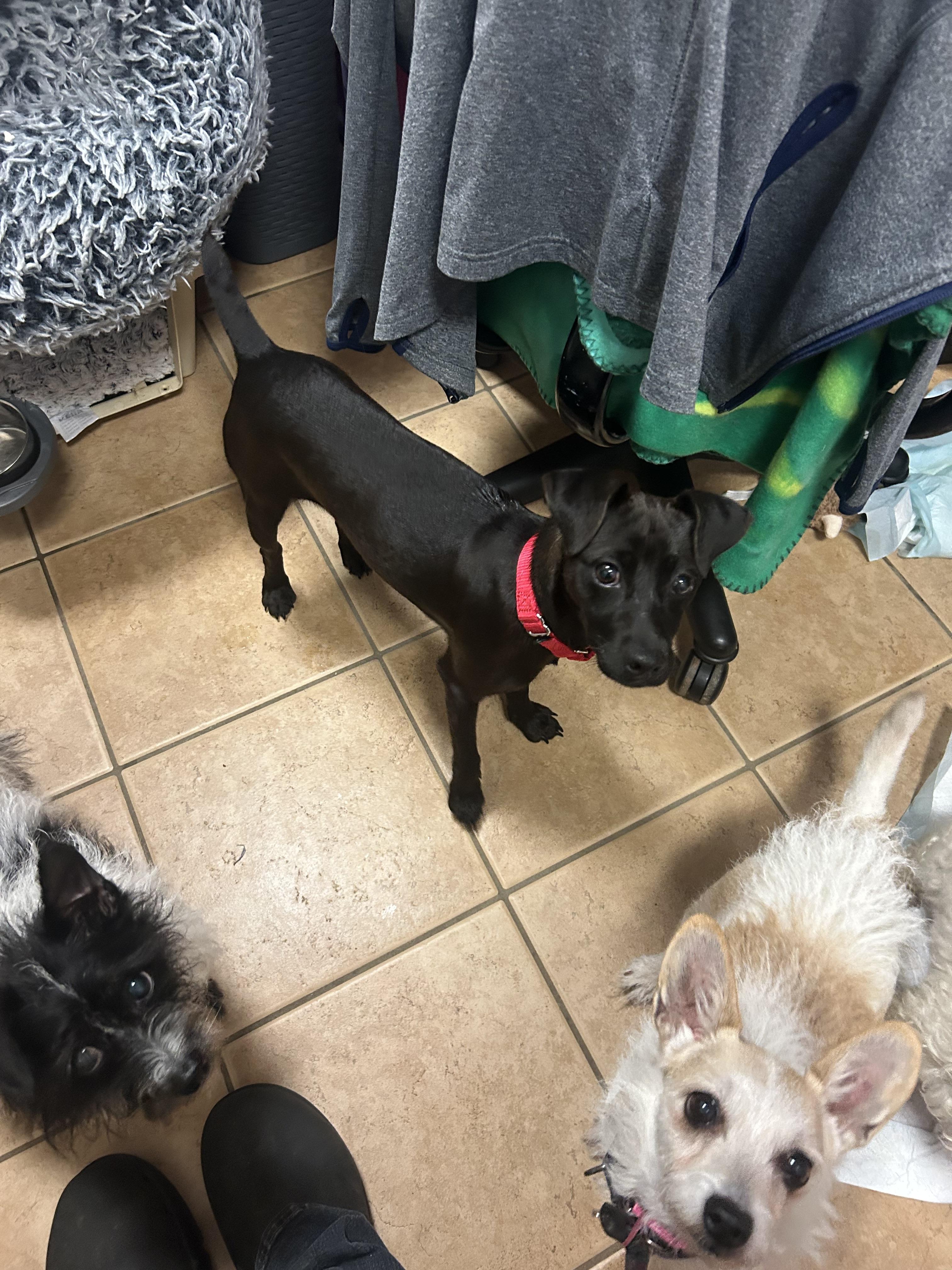 Guava, a ADOPTABLE mixed breed in Oak Ridge, NJ image 4/4