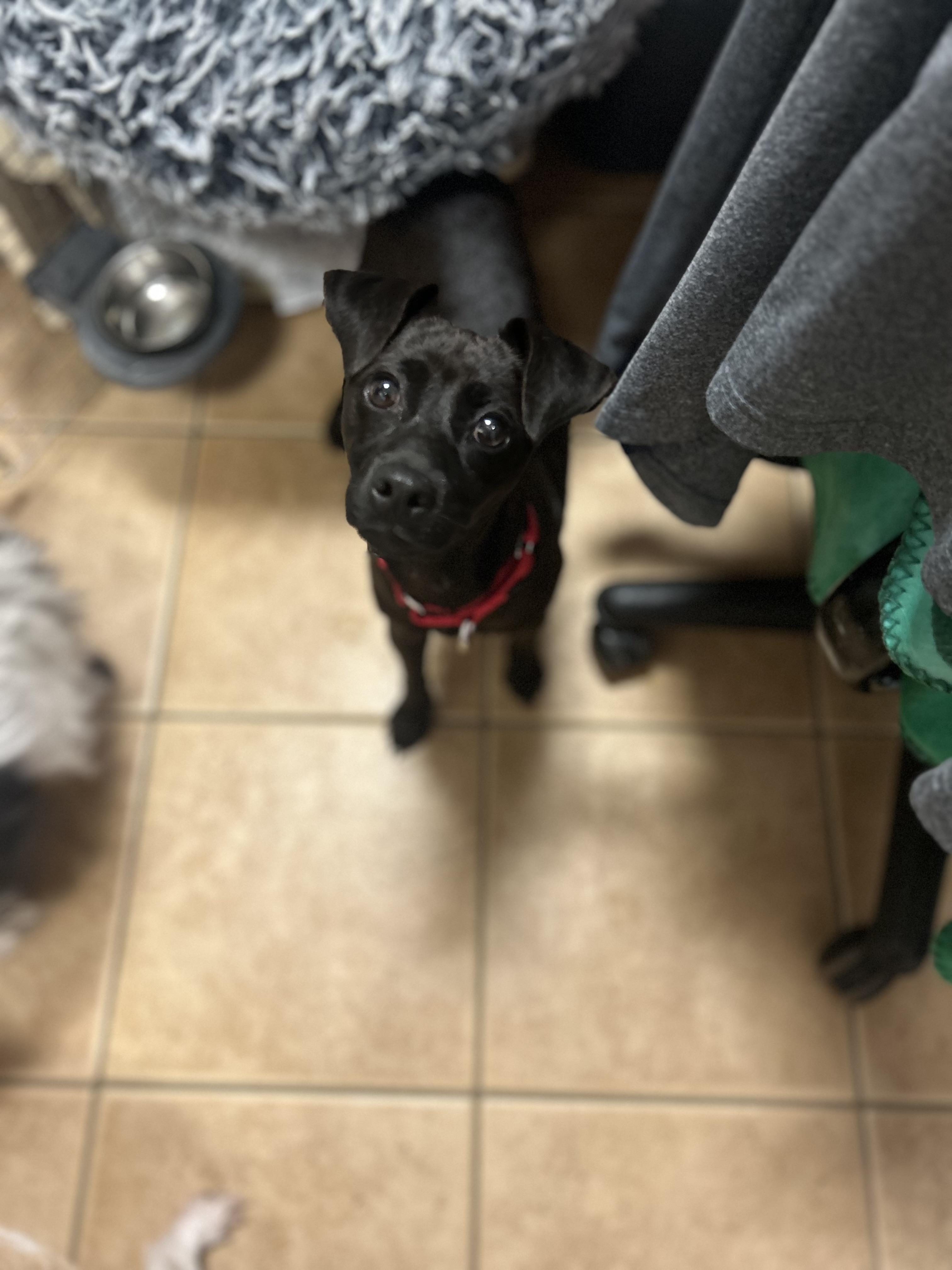 Guava, ADOPTABLE, Young Female Patterdale Terrier / Fell Terrier & Miniature Pinscher.