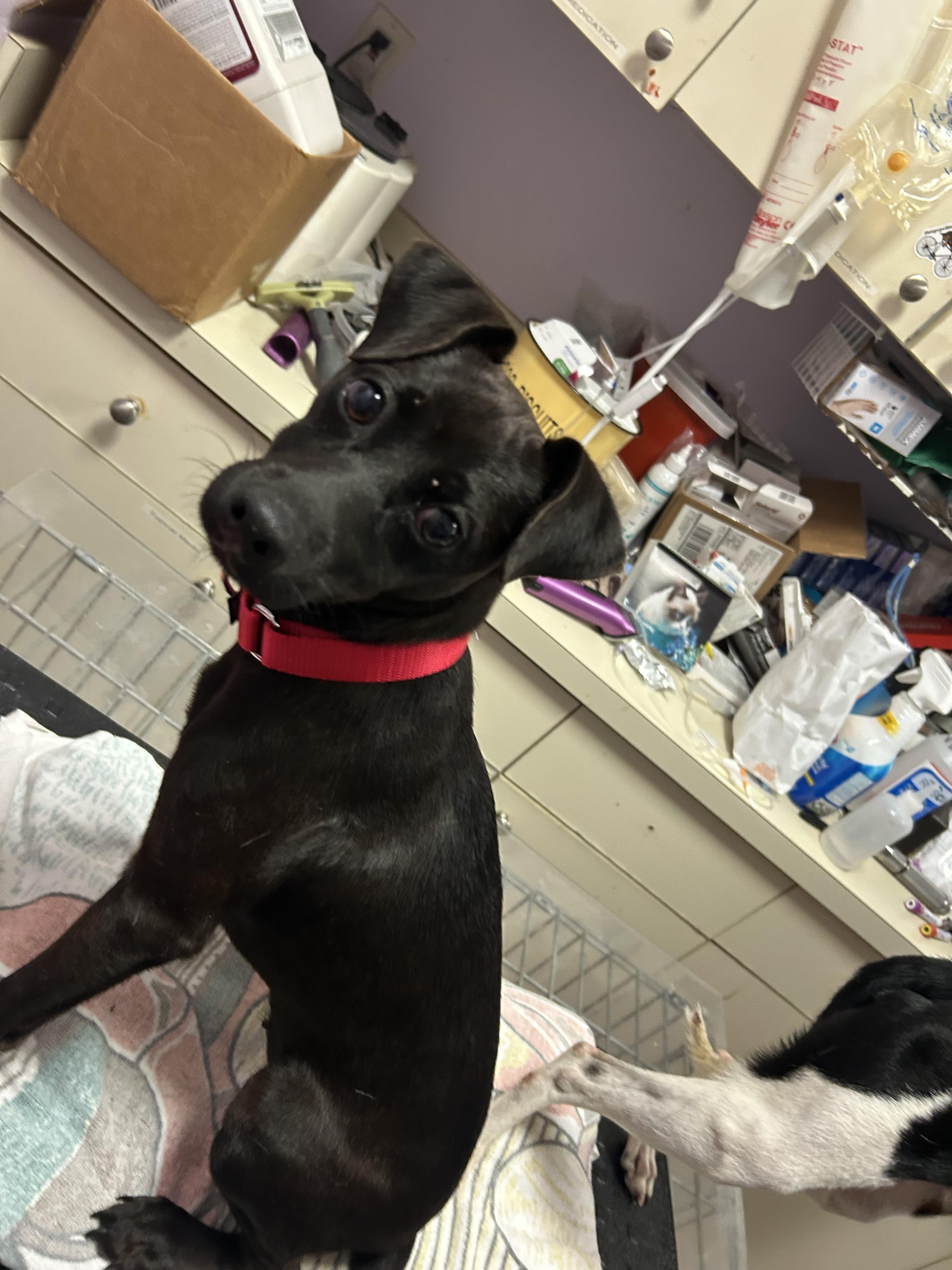 Guava, a ADOPTABLE mixed breed in Oak Ridge, NJ image 2/4