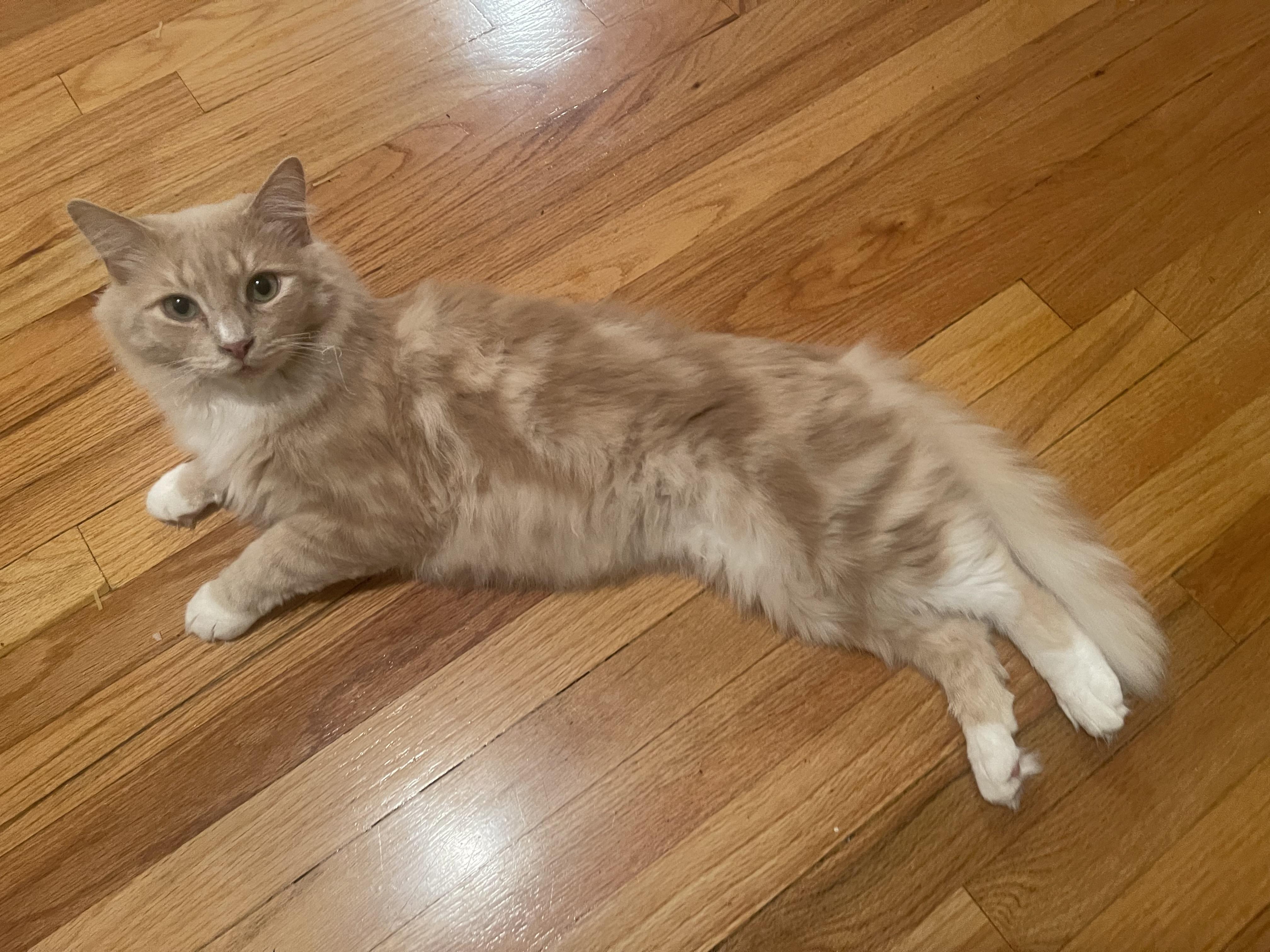 Enlarge Pierre Jr., a Adopted Domestic Medium Hair in Nutley, NJ image 4/4