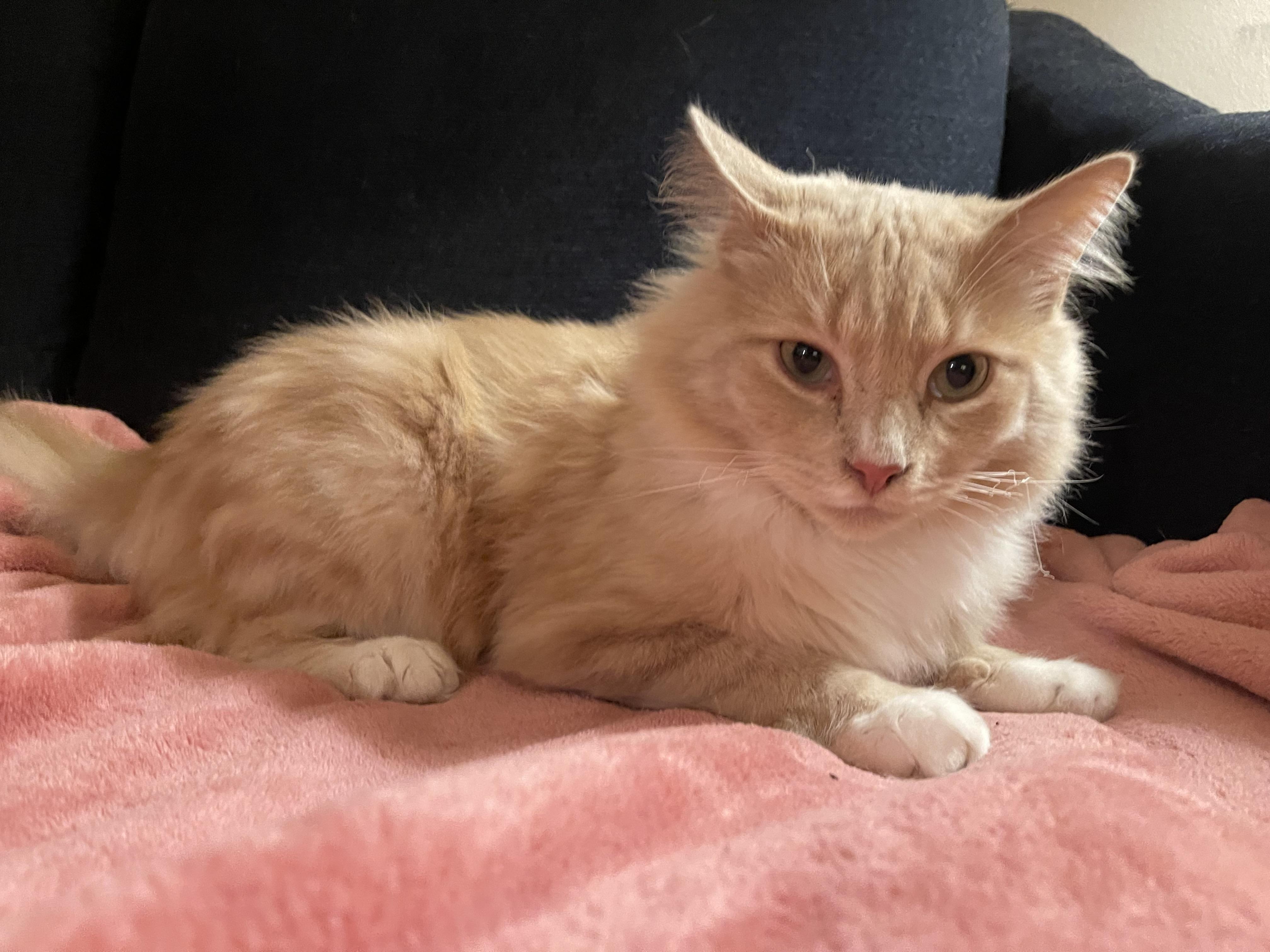 Pierre Jr., Adopted, Young Male Domestic Medium Hair.