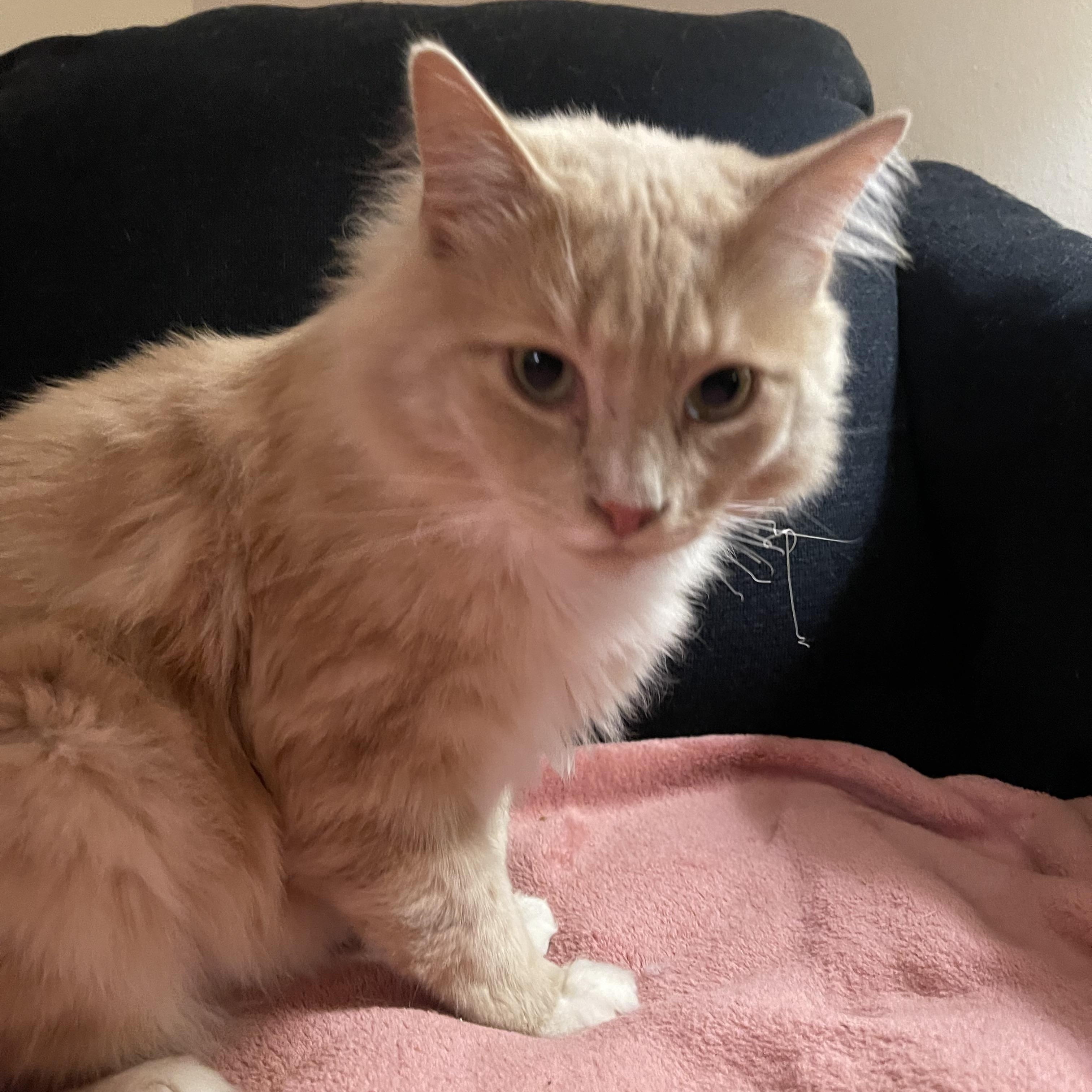 Enlarge Pierre Jr., a Adopted Domestic Medium Hair in Nutley, NJ image 2/4