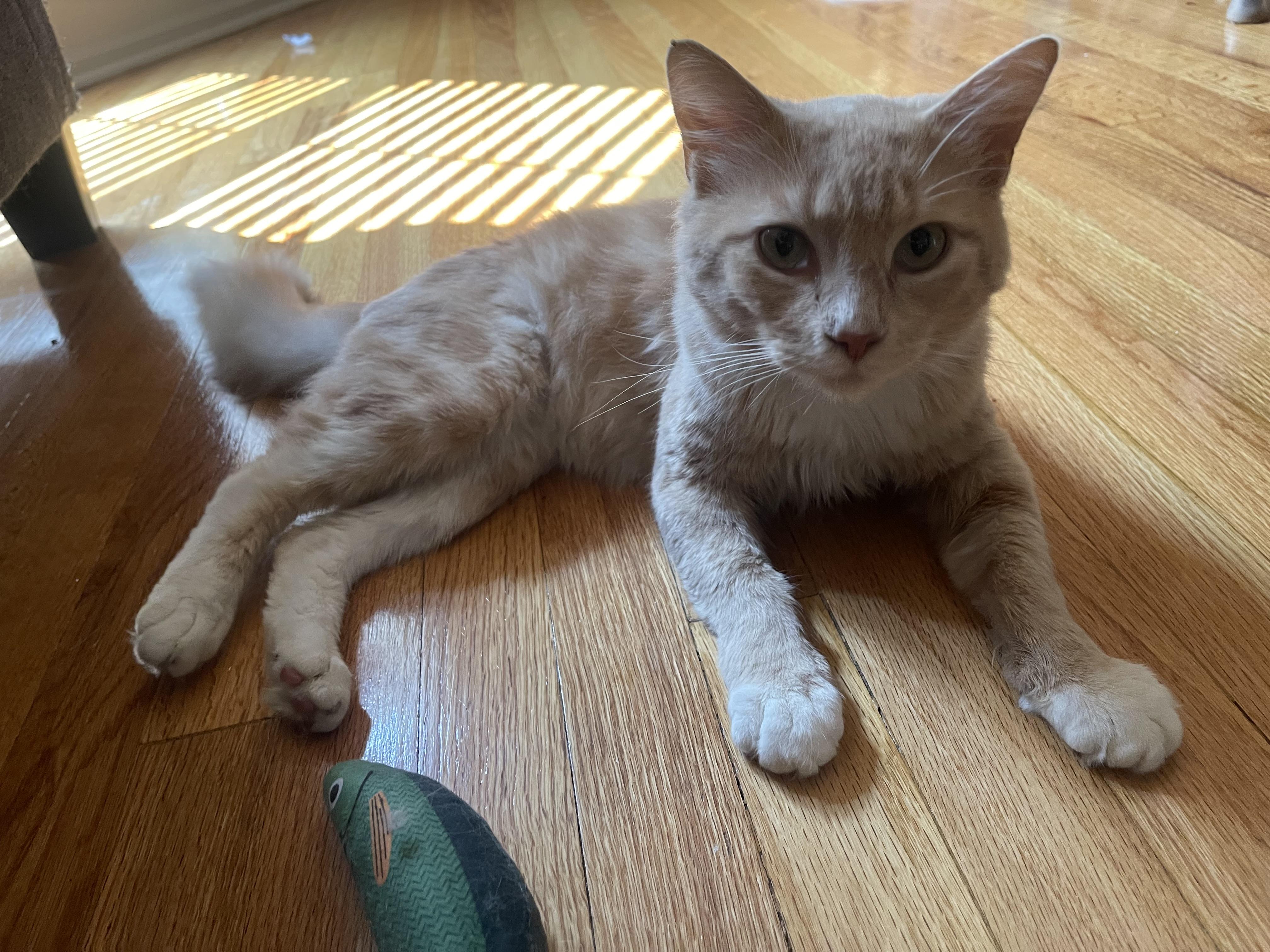 Enlarge Pierre Jr., a Adopted Domestic Medium Hair in Nutley, NJ image 3/4