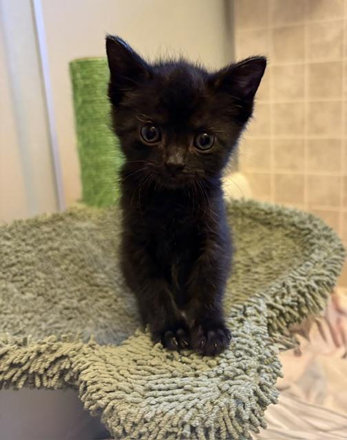 Pitter Patter, adopted, Kitten Female Domestic Short Hair.