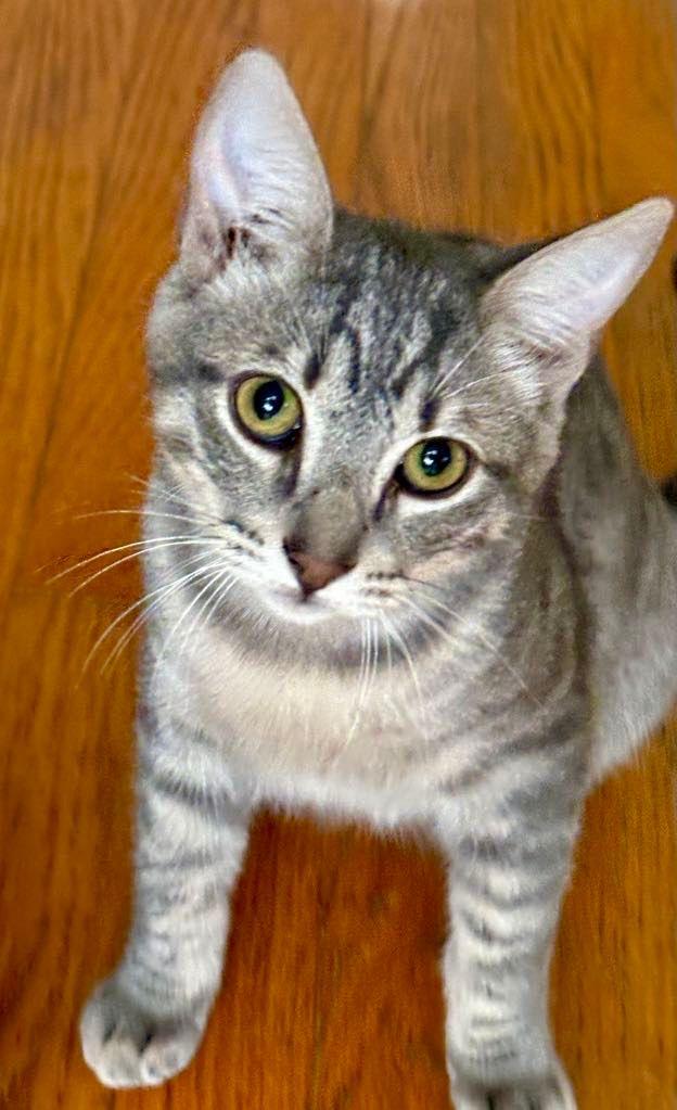 Enlarge Tuna and Sardine, a Adoptable American Shorthair in Head of Saint Margarets Bay, NS image 1/4