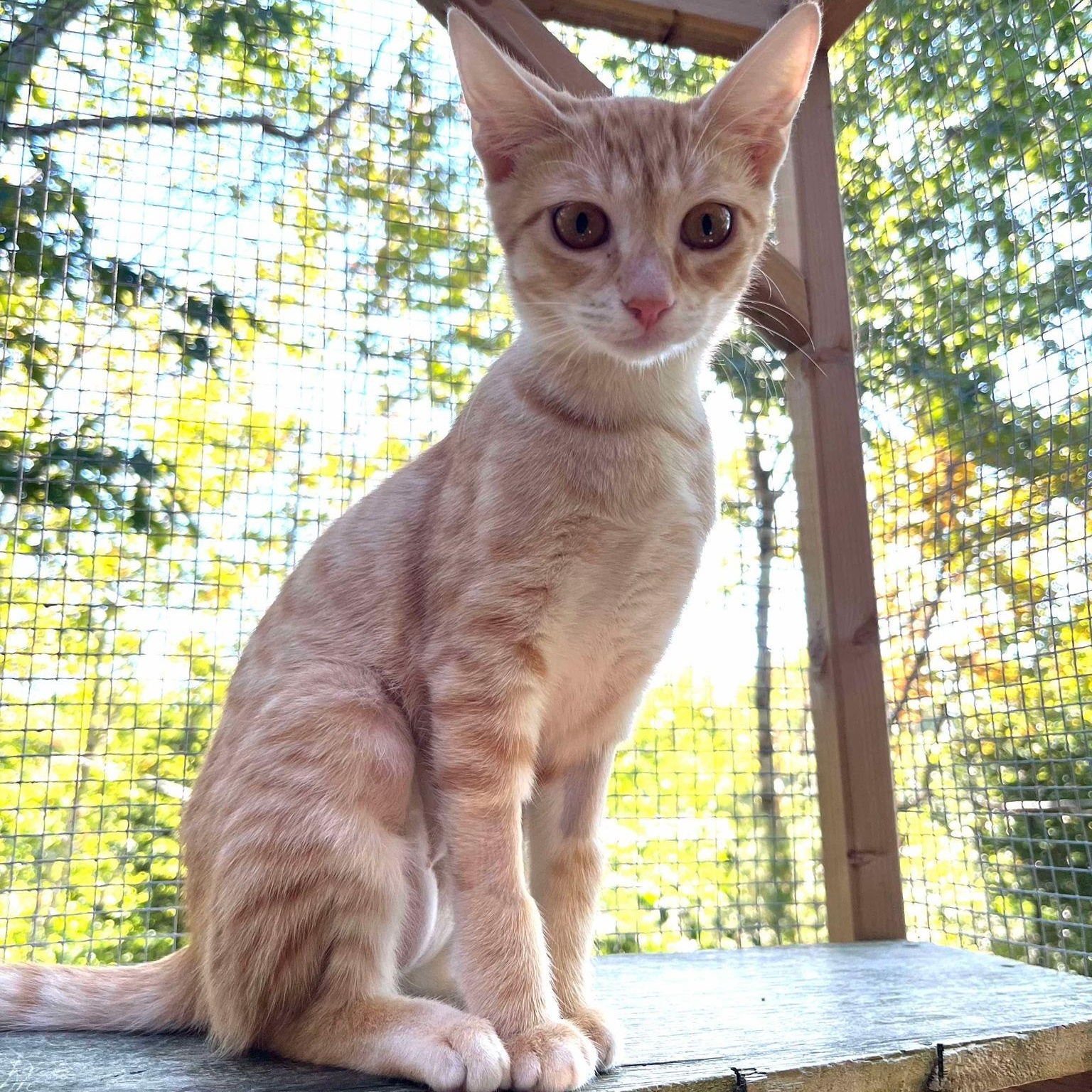 Enlarge Tuna and Sardine, a Adoptable American Shorthair in Head of Saint Margarets Bay, NS image 4/4