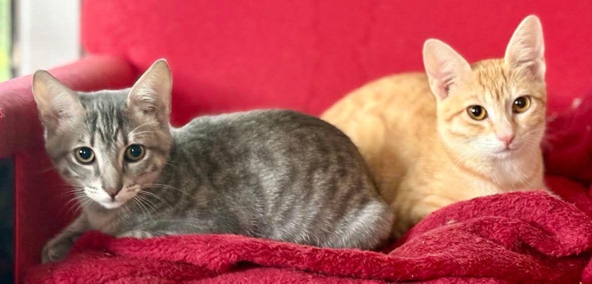 Enlarge Tuna and Sardine, a Adoptable American Shorthair in Head of Saint Margarets Bay, NS image 2/4