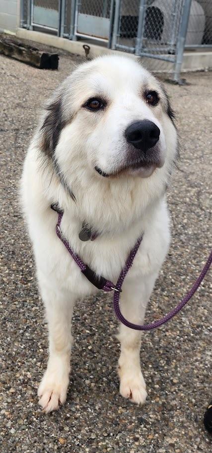 SASSY 185-26, a ADOPTABLE mixed breed in Cambridge, OH image 2/2