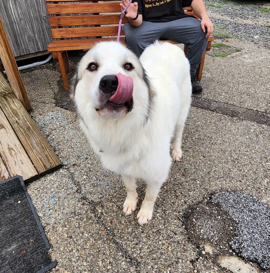 SASSY 185-26, ADOPTABLE, Adult Female Great Pyrenees.