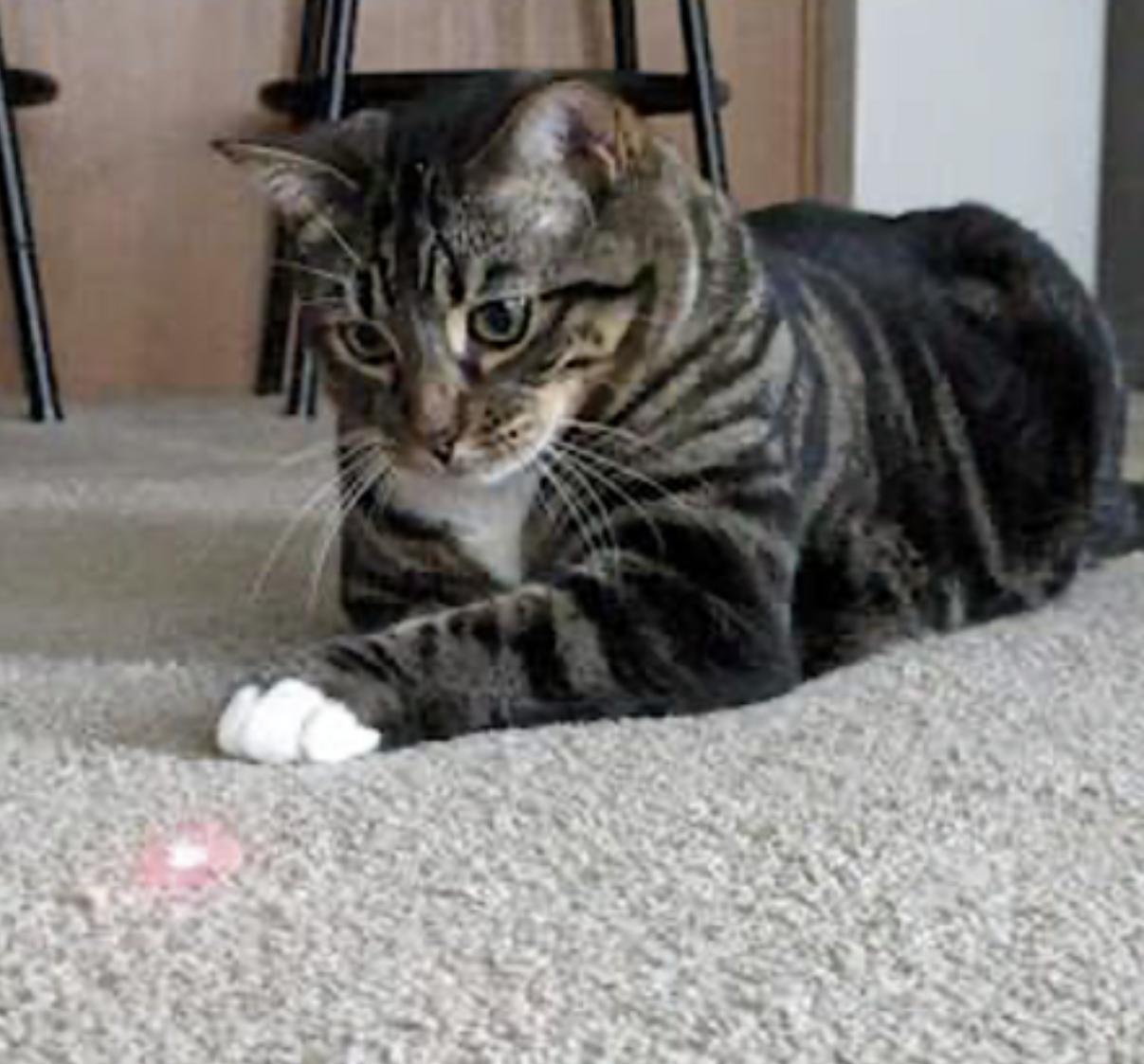 Cosmo — thumbnail 5