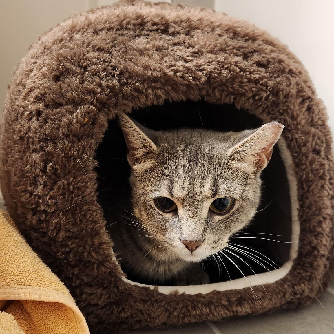 Mamma Mia, a Adoptable Domestic Short Hair in Beltsville, MD image 5/6