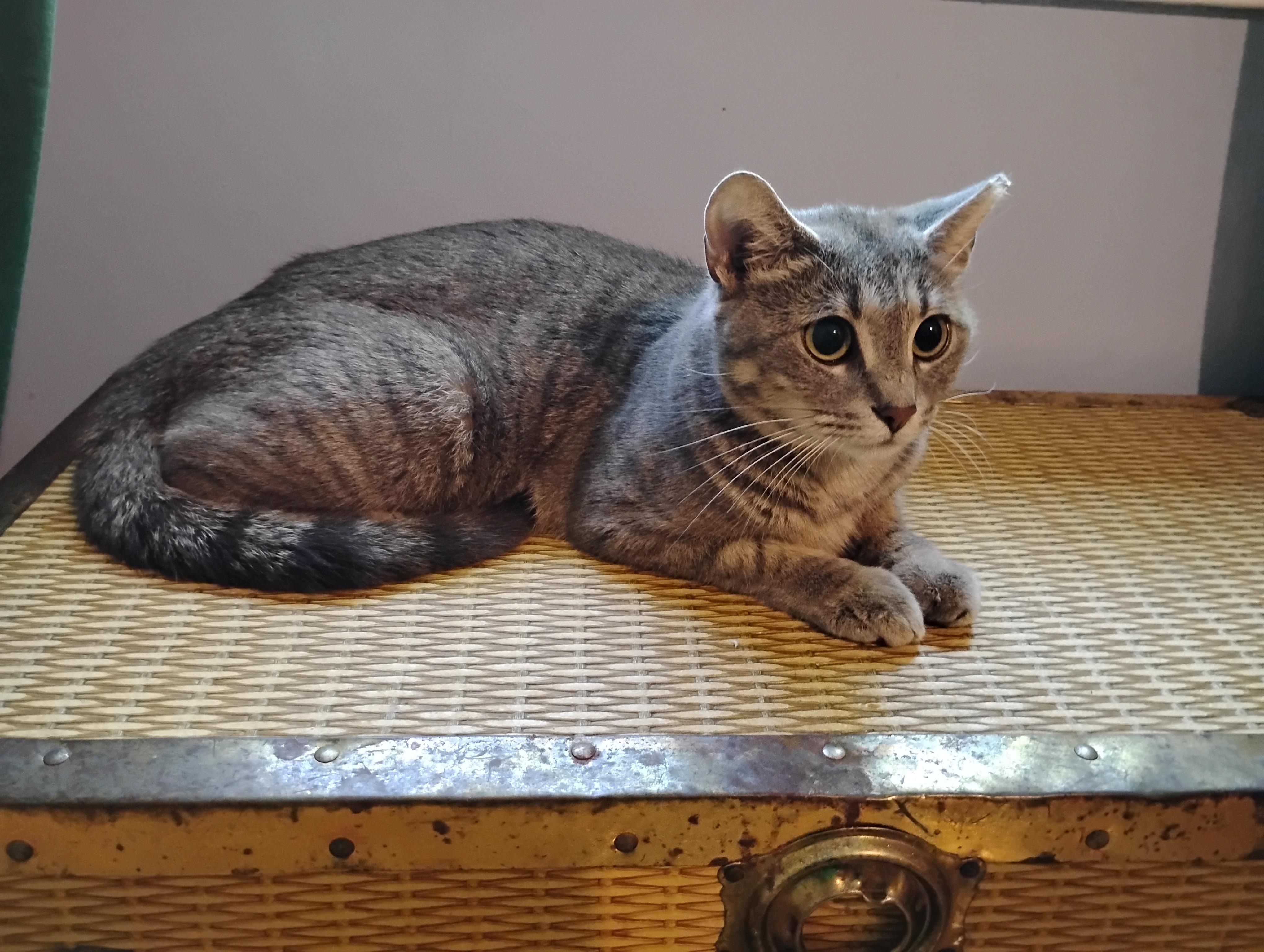 Mamma Mia, a Adoptable Domestic Short Hair in Beltsville, MD image 2/6