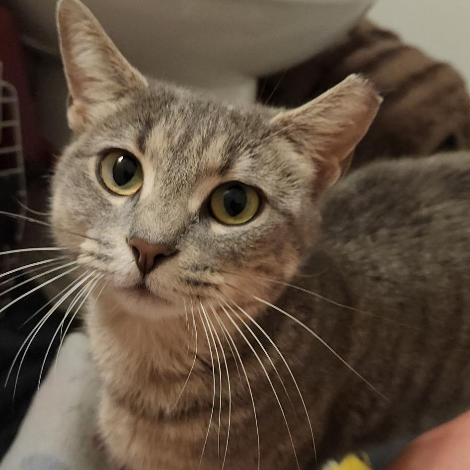 Mamma Mia, a Adoptable Domestic Short Hair in Beltsville, MD image 1/6
