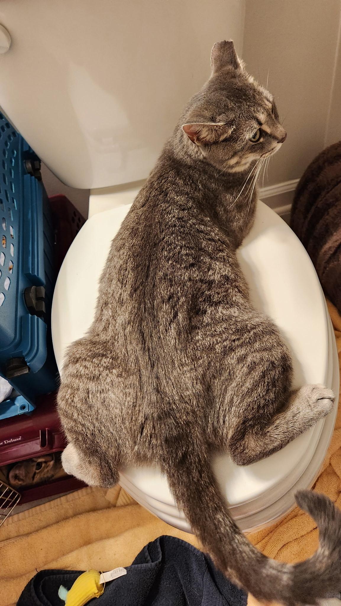 Mamma Mia, a Adoptable Domestic Short Hair in Beltsville, MD image 4/6