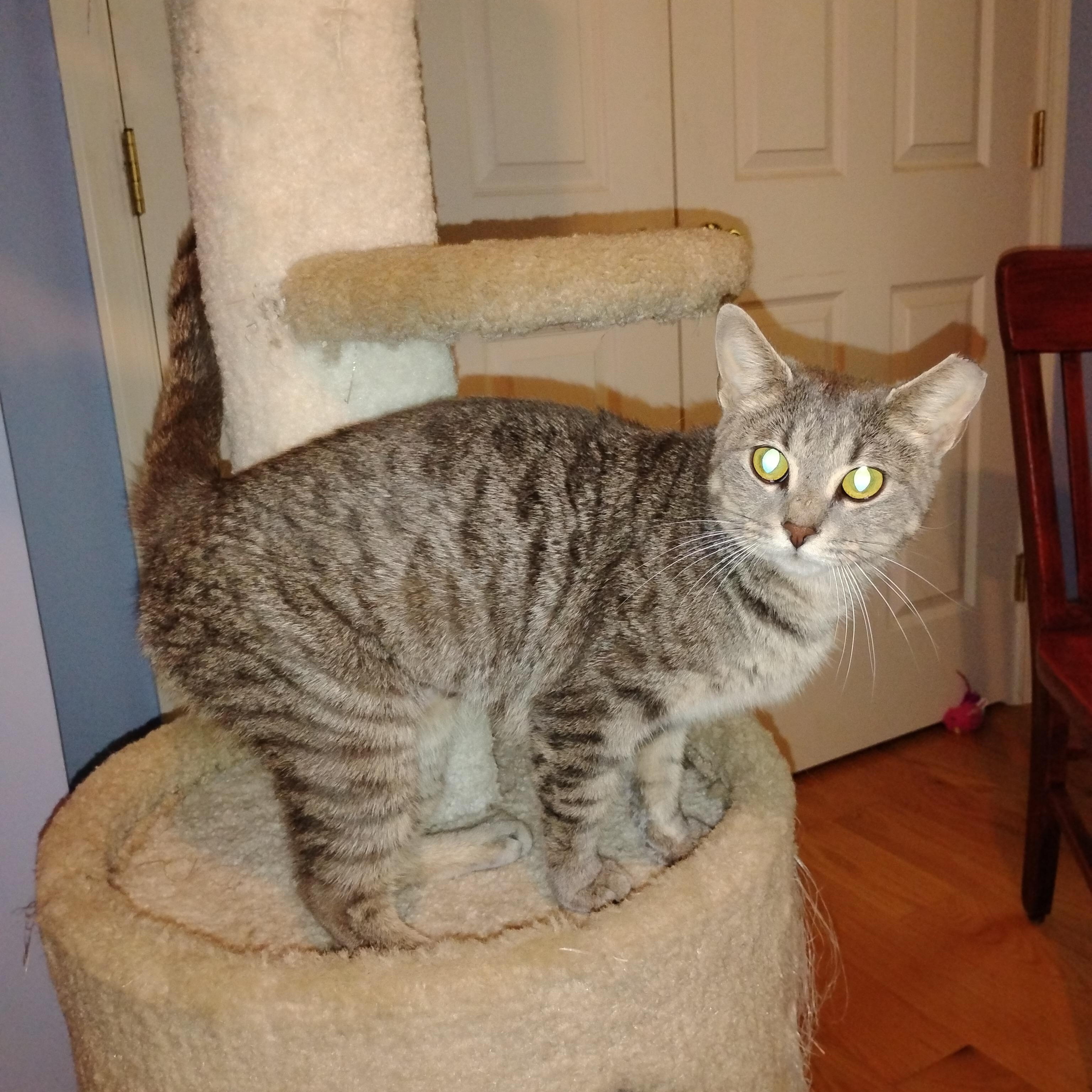 Mamma Mia, a Adoptable Domestic Short Hair in Beltsville, MD image 3/6