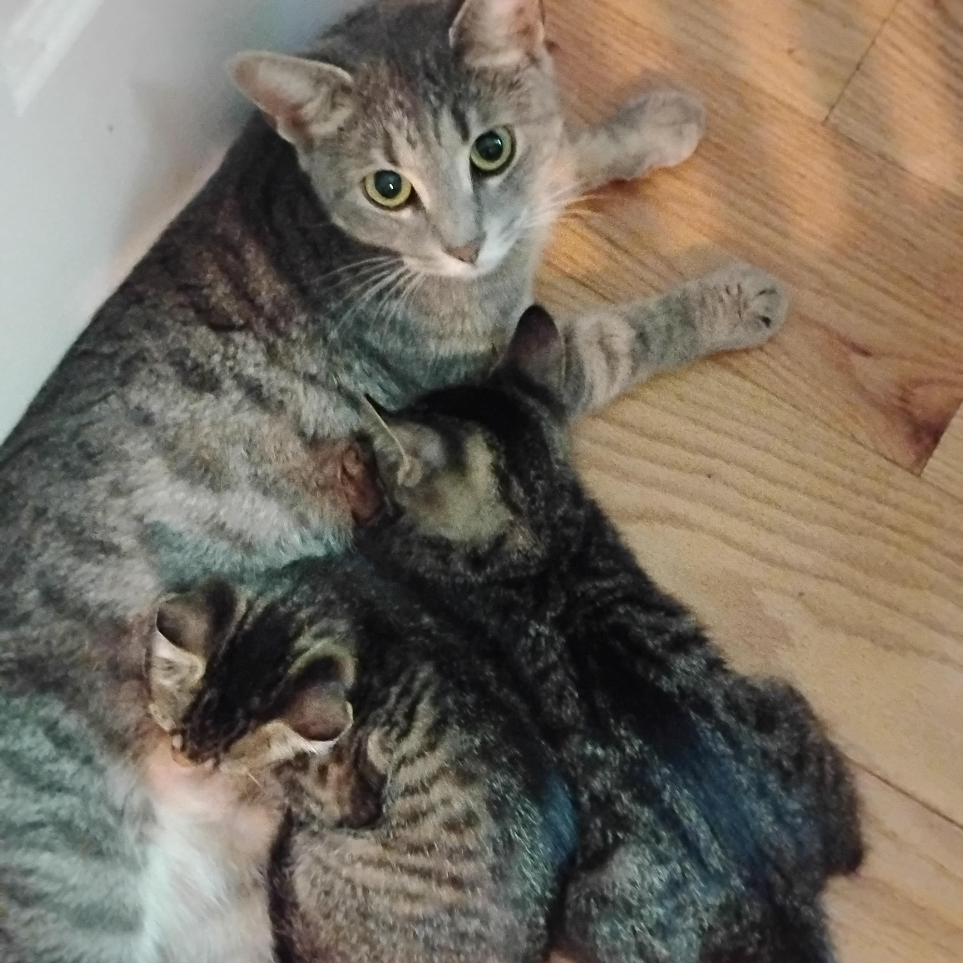 Mamma Mia, a Adoptable Domestic Short Hair in Beltsville, MD image 6/6