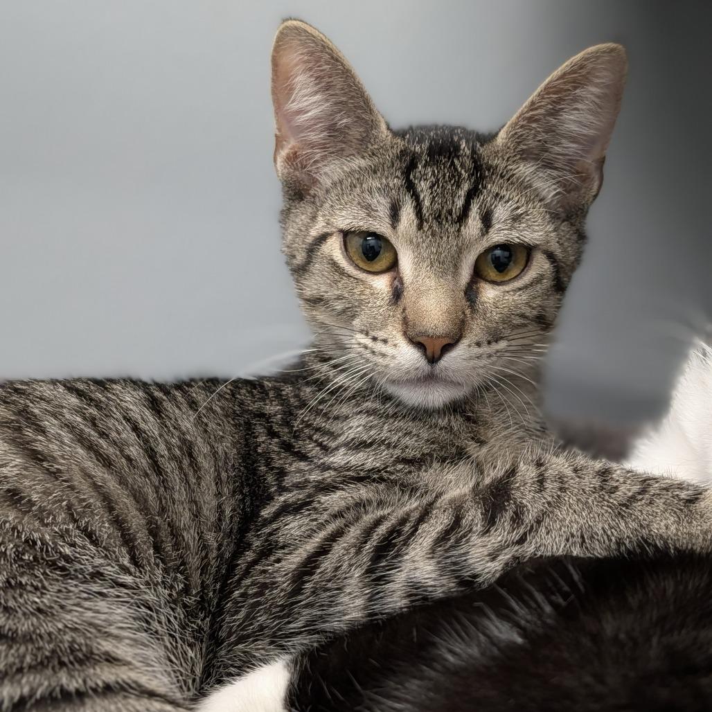 Pistol Pete, adopted, Kitten Male Domestic Short Hair.