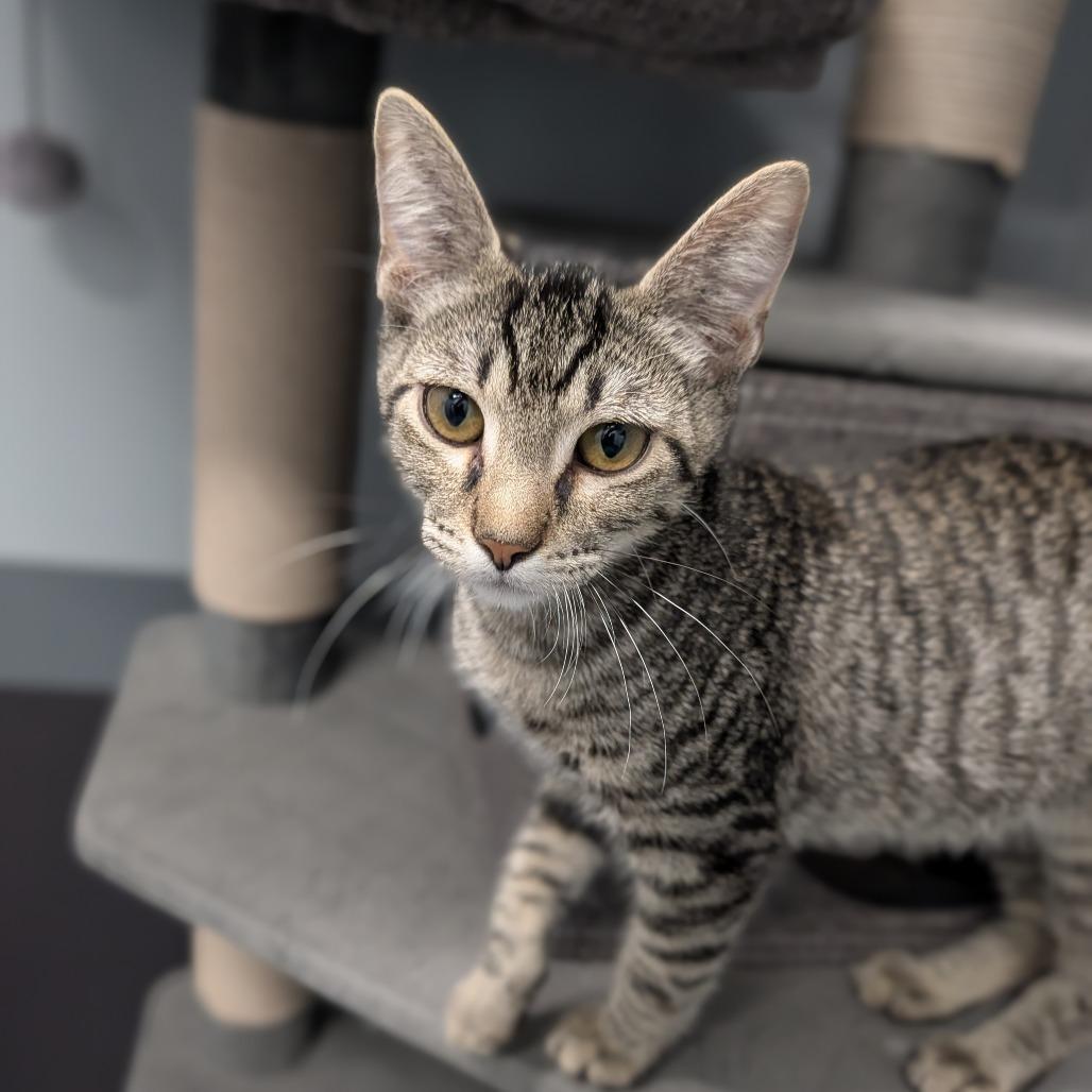 Enlarge Pistol Pete, an adopted Domestic Short Hair in Cape Girardeau, MO image 2/2