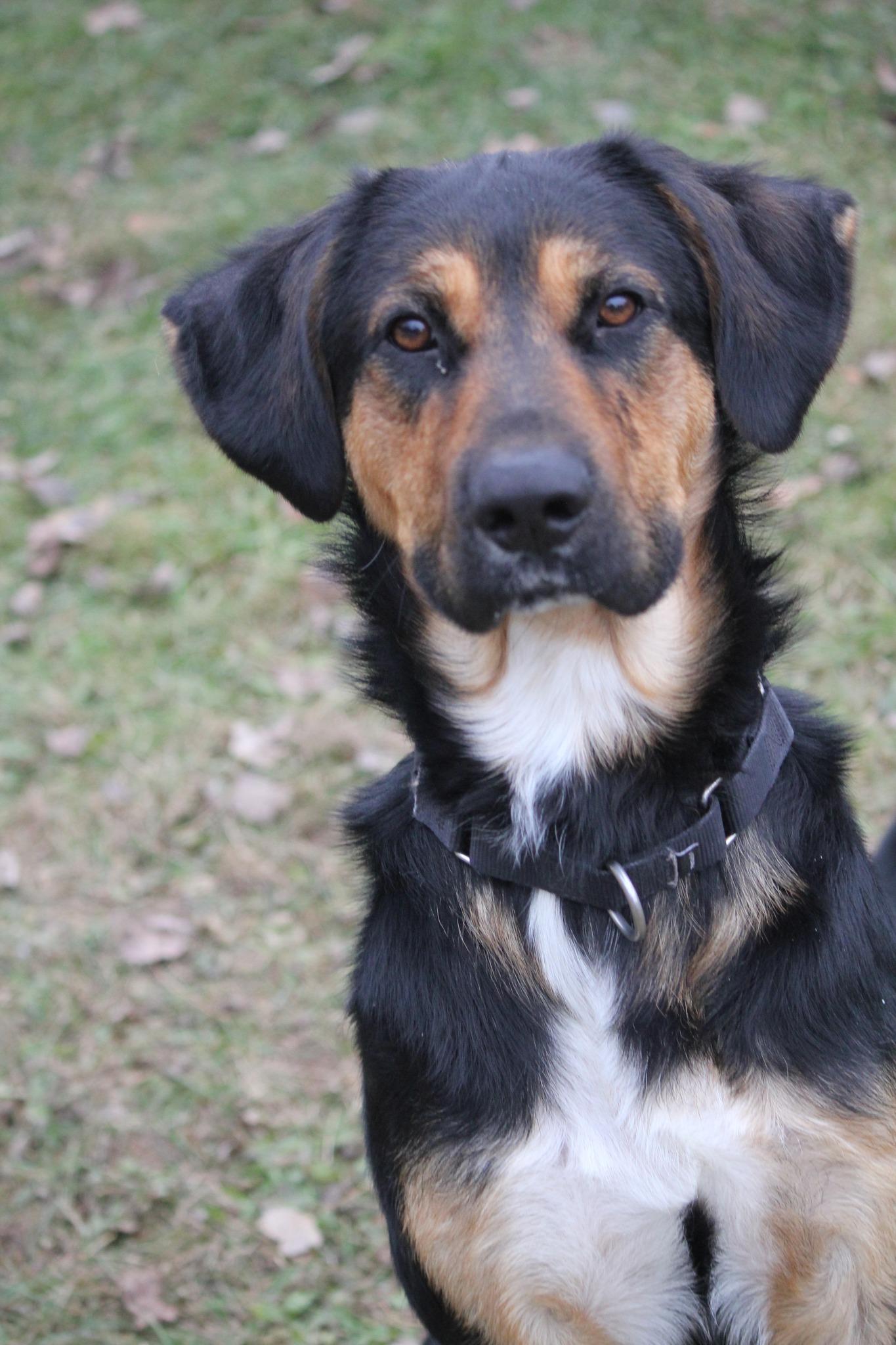 Junior, Adoptable, Young Male German Shepherd Dog.