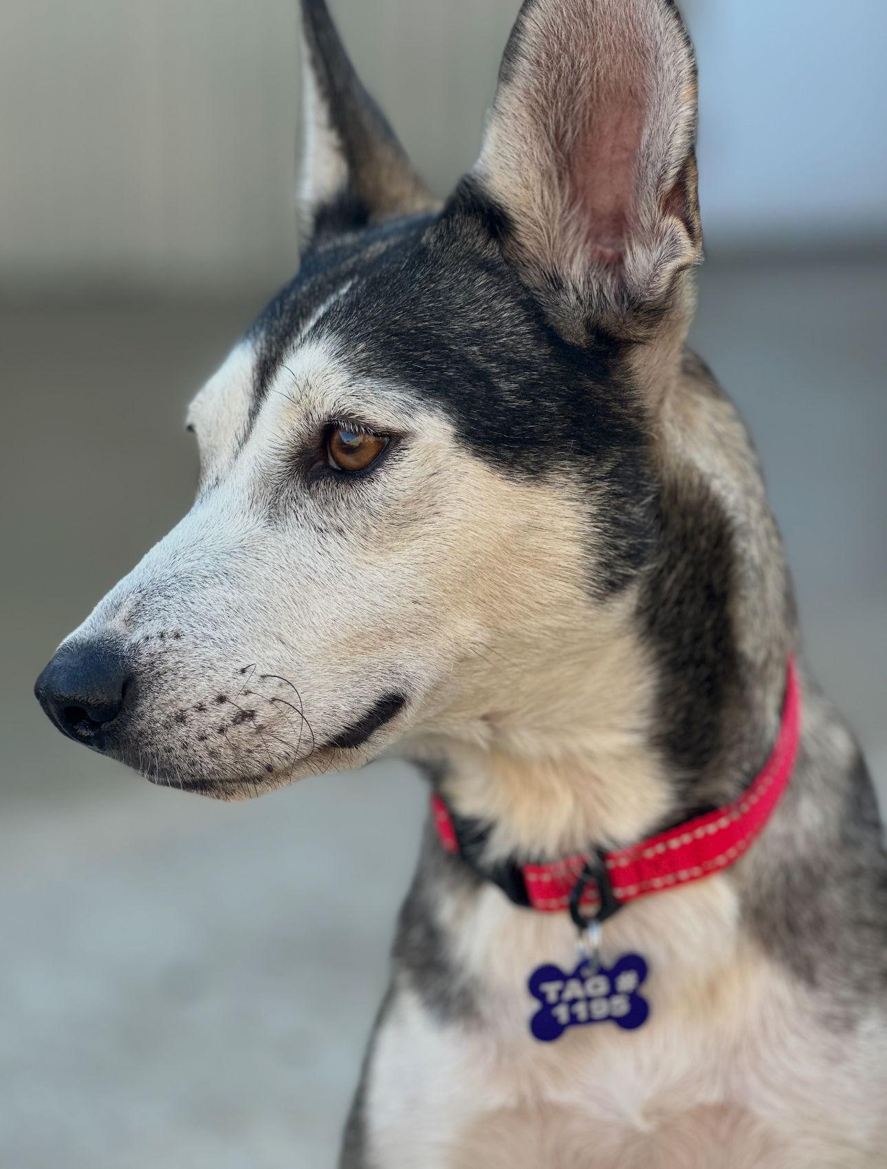 Hattie, a Adoptable Mixed Breed in Houston, TX image 2/3